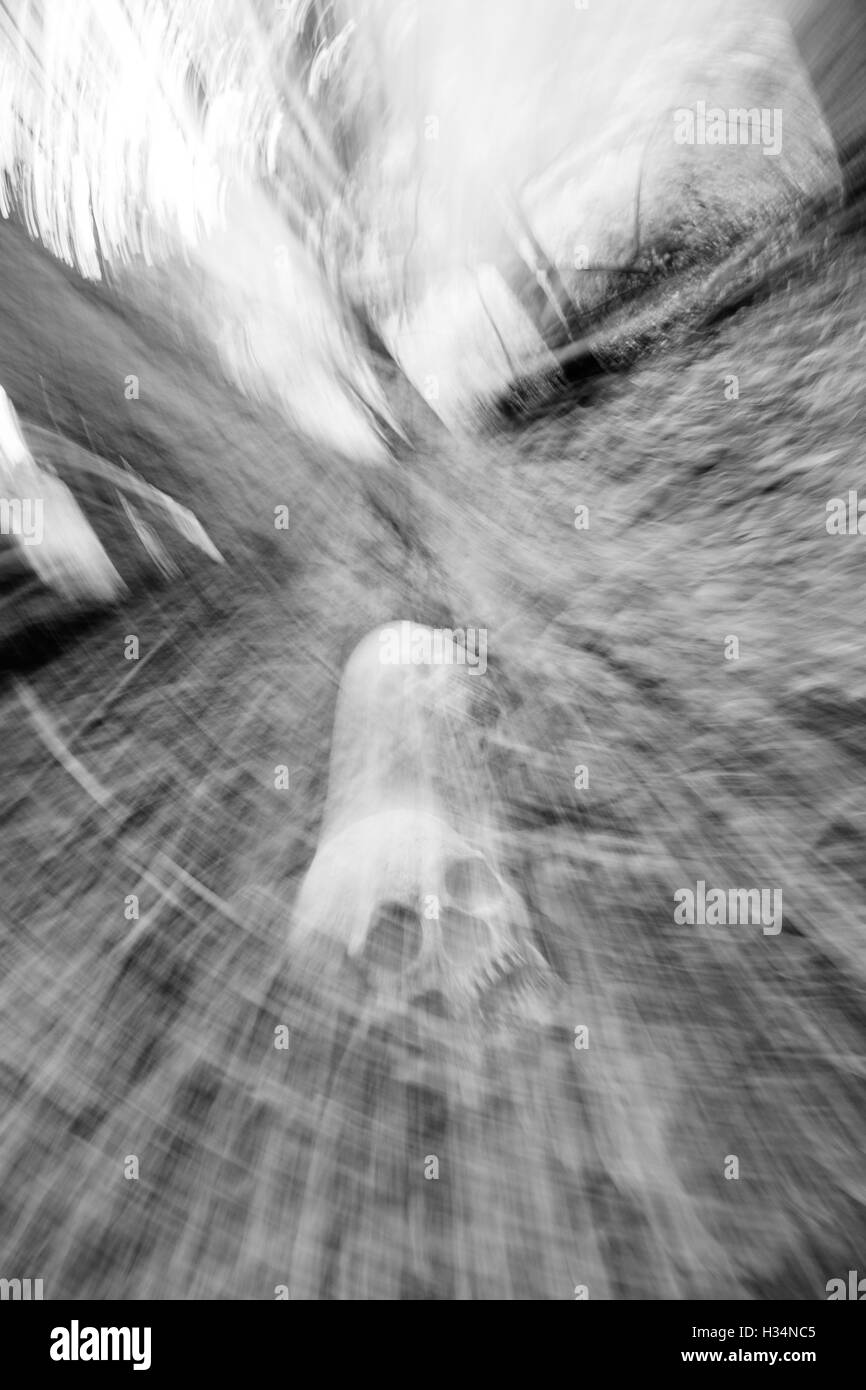 Un cranio siede sulla terra in mezzo al bosco. Immagine creata utilizzando una scaffalatura lente tecnica nella fotocamera. Foto Stock