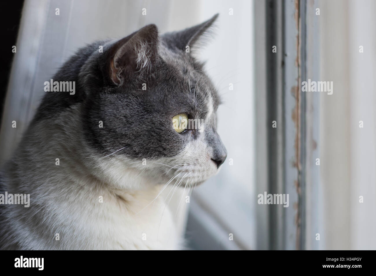Big cat staring al di fuori della finestra Foto Stock