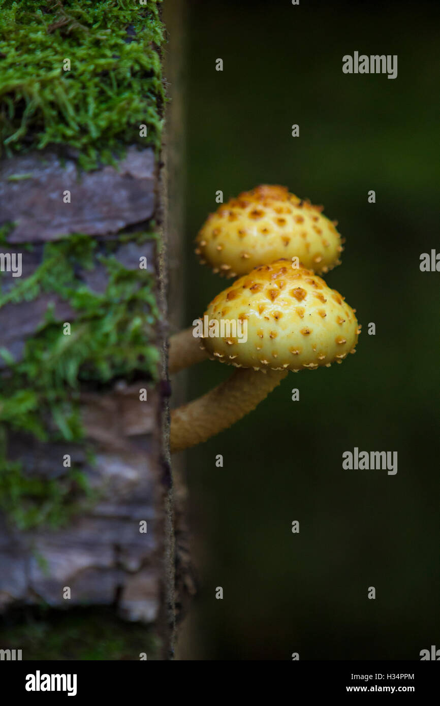 Funghi alla foresta di Bialowieza, Polonia Foto Stock