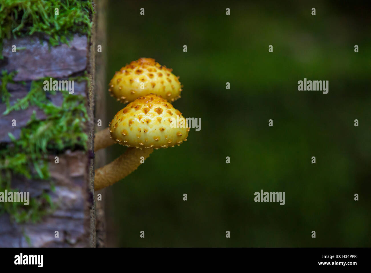 Funghi alla foresta di Bialowieza, Polonia Foto Stock