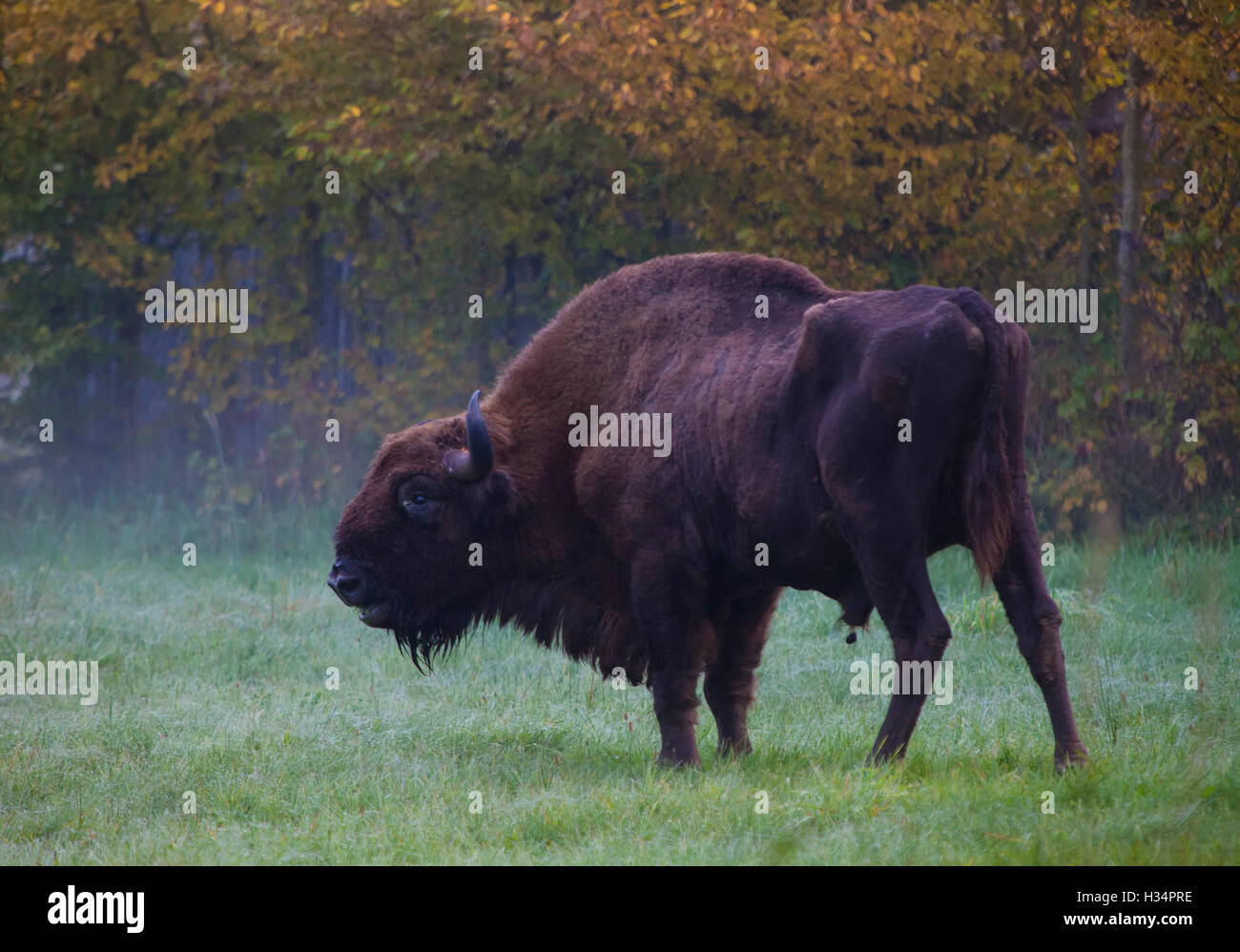 Un bison alla foresta di Bialowieza, Polonia Foto Stock