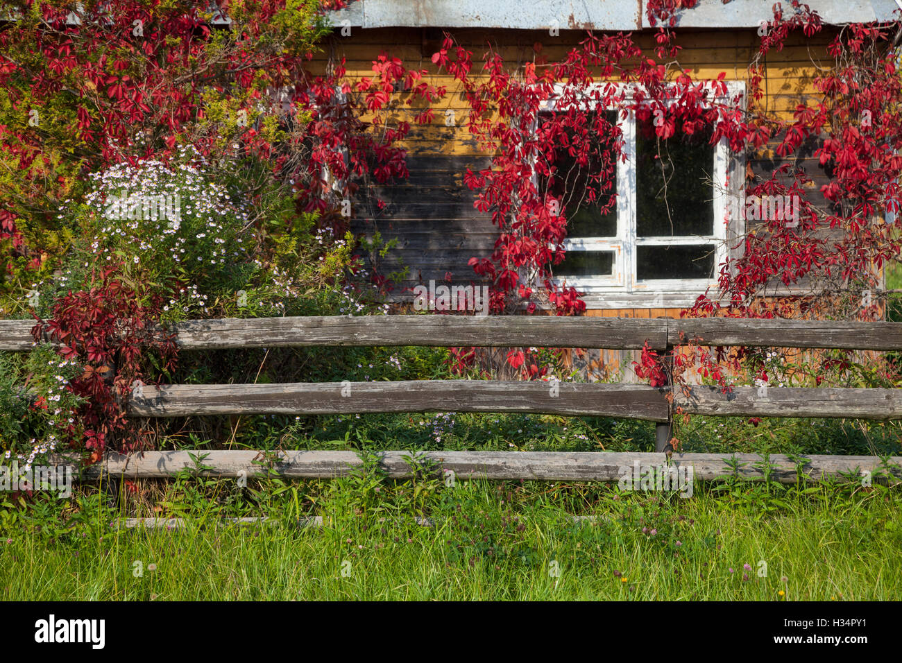 Autunno / autunno in Bialowieza. Architettura in Legno, Podlasie, Polonia, l'Europa. Foto Stock