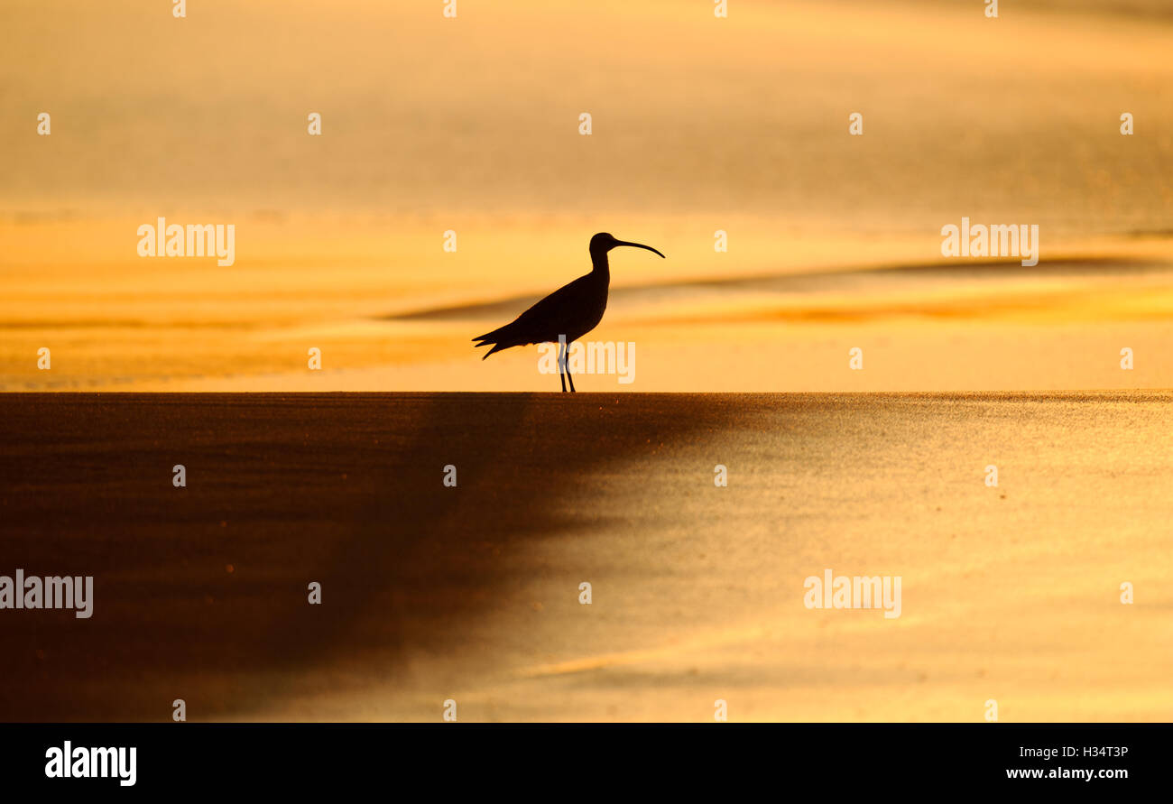 Sandpiper è una silhouette di un uccello sulla spiaggia al tramonto. Foto Stock
