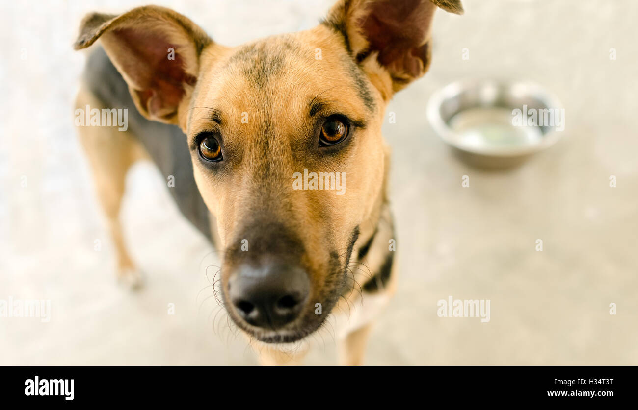 Fame ciotola è un adorabile pastore tedesco cerca e attende con impazienza la sua ciotola per essere riempito con il cibo. Foto Stock