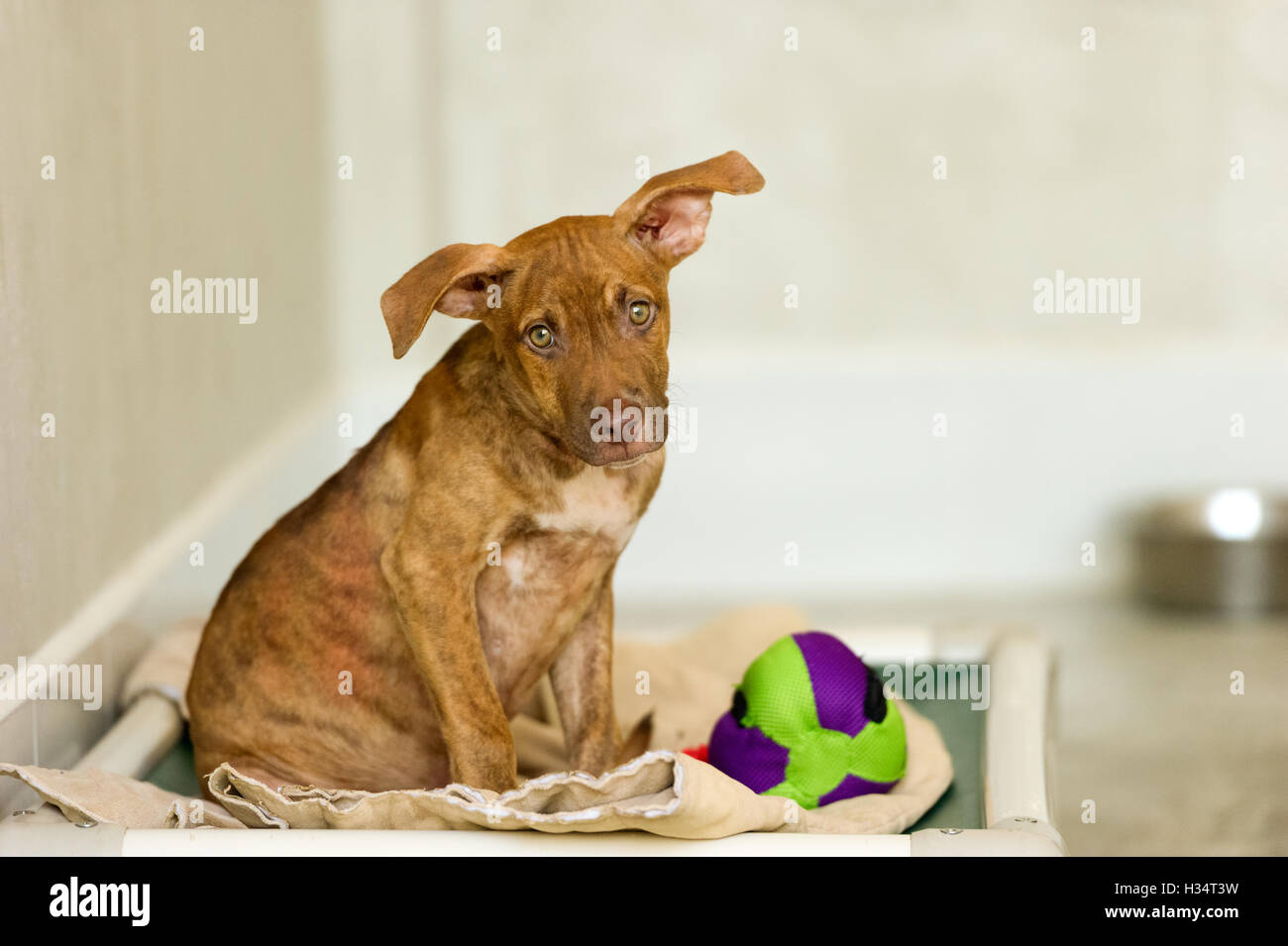Shelter cane è un simpatico rescue cucciolo di cane cercando e chiedendo se qualcuno sta per portarlo a casa oggi stesso. Foto Stock