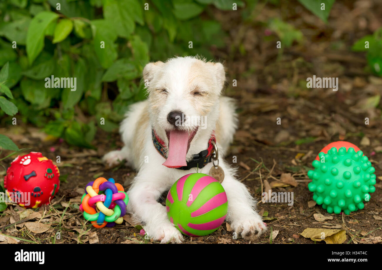 Giocattoli del cane è un cucciolo divertente giocare con i suoi giocattoli colorati all'esterno. Foto Stock