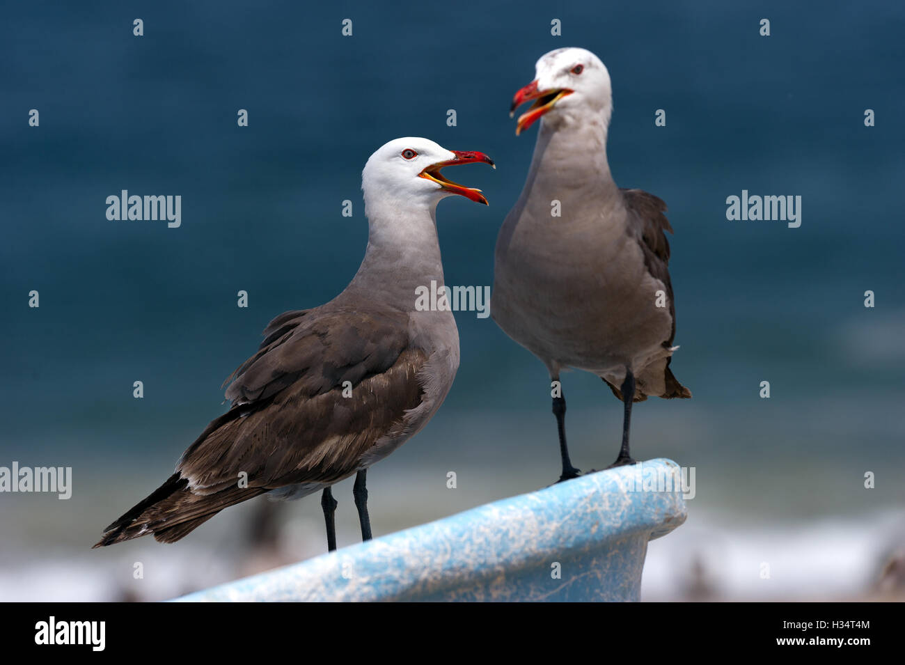 I gabbiani sono due uccelli seduto su una barca chiamata al mare. Foto Stock