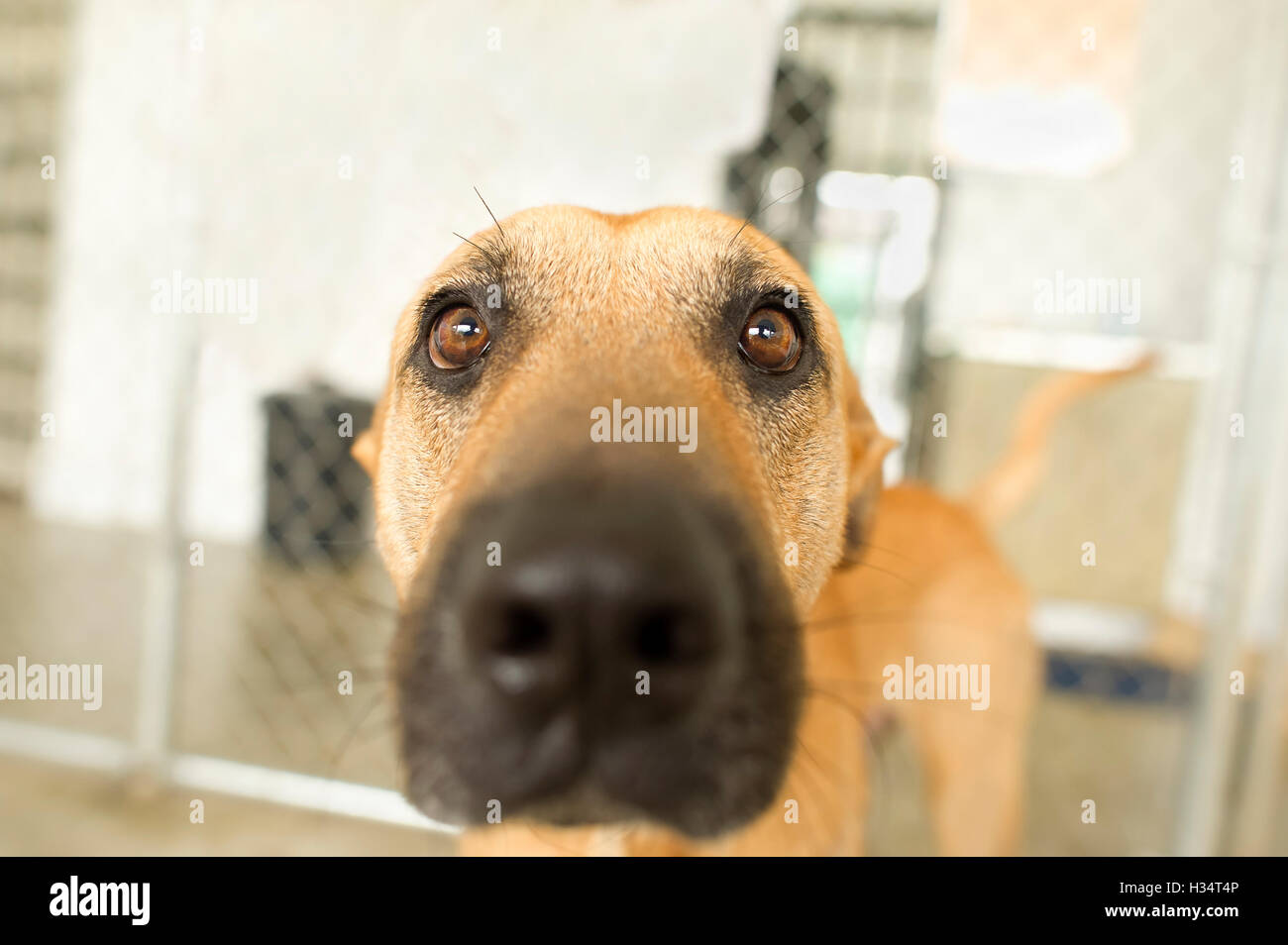 Divertente cane è un ingrandimento di un cane faccia rivolta a destra a voi con quei grandi occhi esilarante. Foto Stock