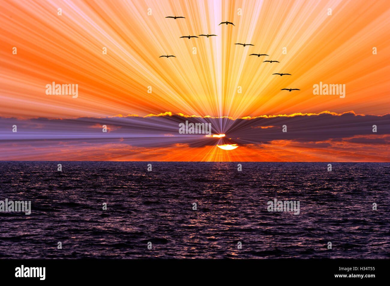 Sunset ocean uccelli è uno stormo di uccelli marini battenti lungo l'acqua oceanica con un sun burst di raggi. Foto Stock