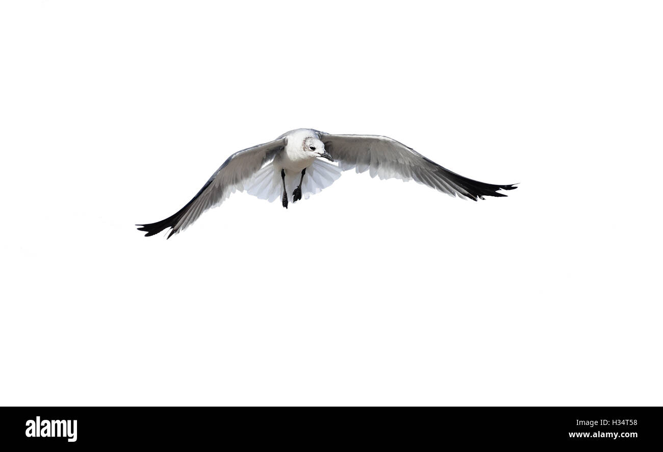 Volo di uccello isolato su bianco è un uccello bianco catturato diffondere le sue ali come un angelo etereo. Foto Stock