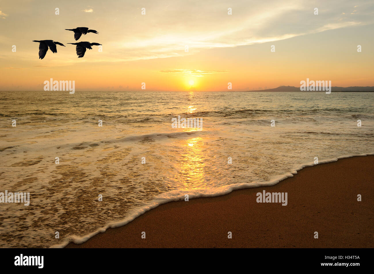 Gli uccelli volare è tre uccelli marini volare sull'acqua come il sole tramonta sull'oceano colorato orizzonte. Foto Stock