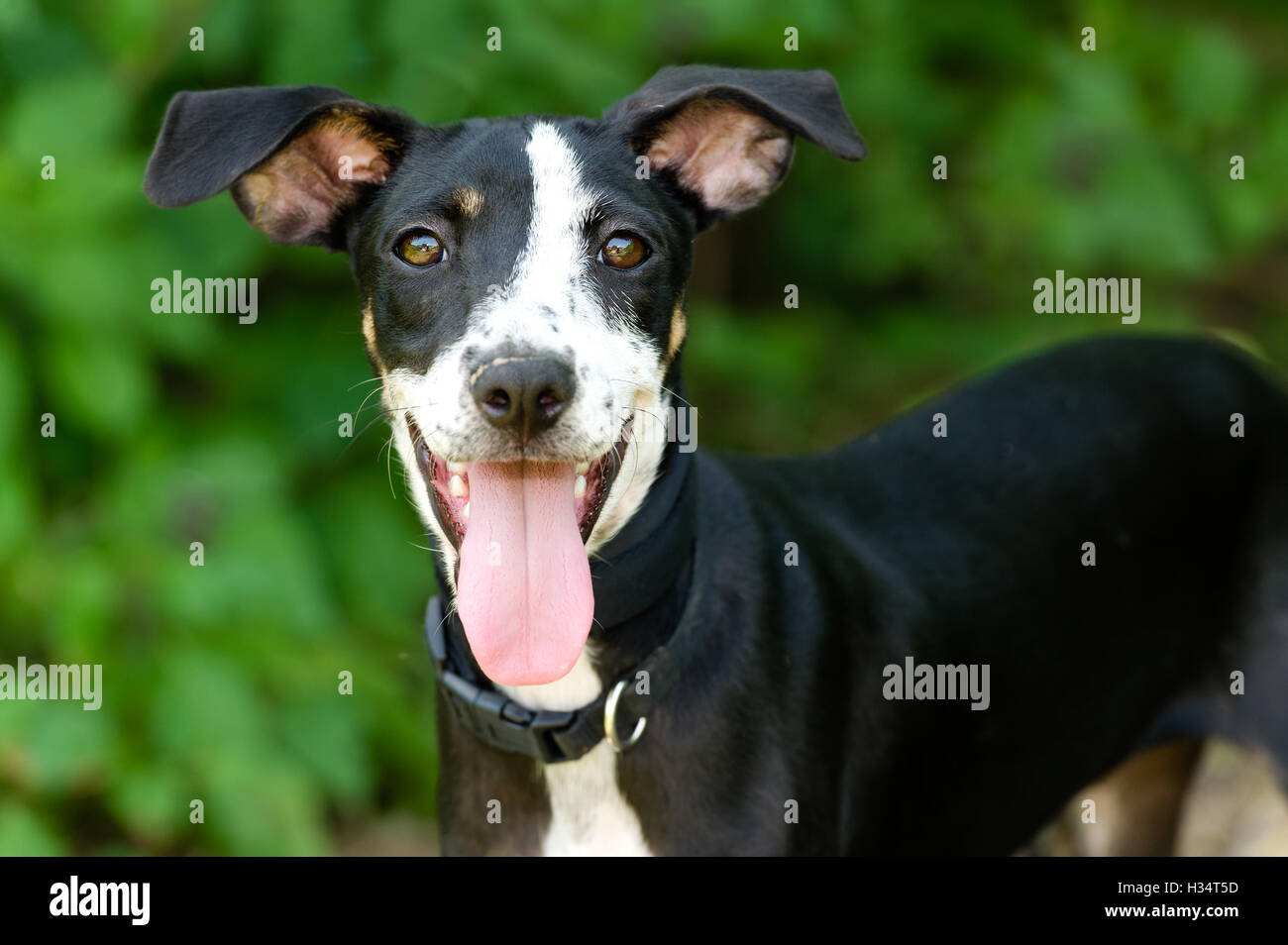 Happy dog è un simpatico cane eccitato con la sua lingua appendere fuori della sua bocca e con un grande sorriso sul suo volto. Foto Stock