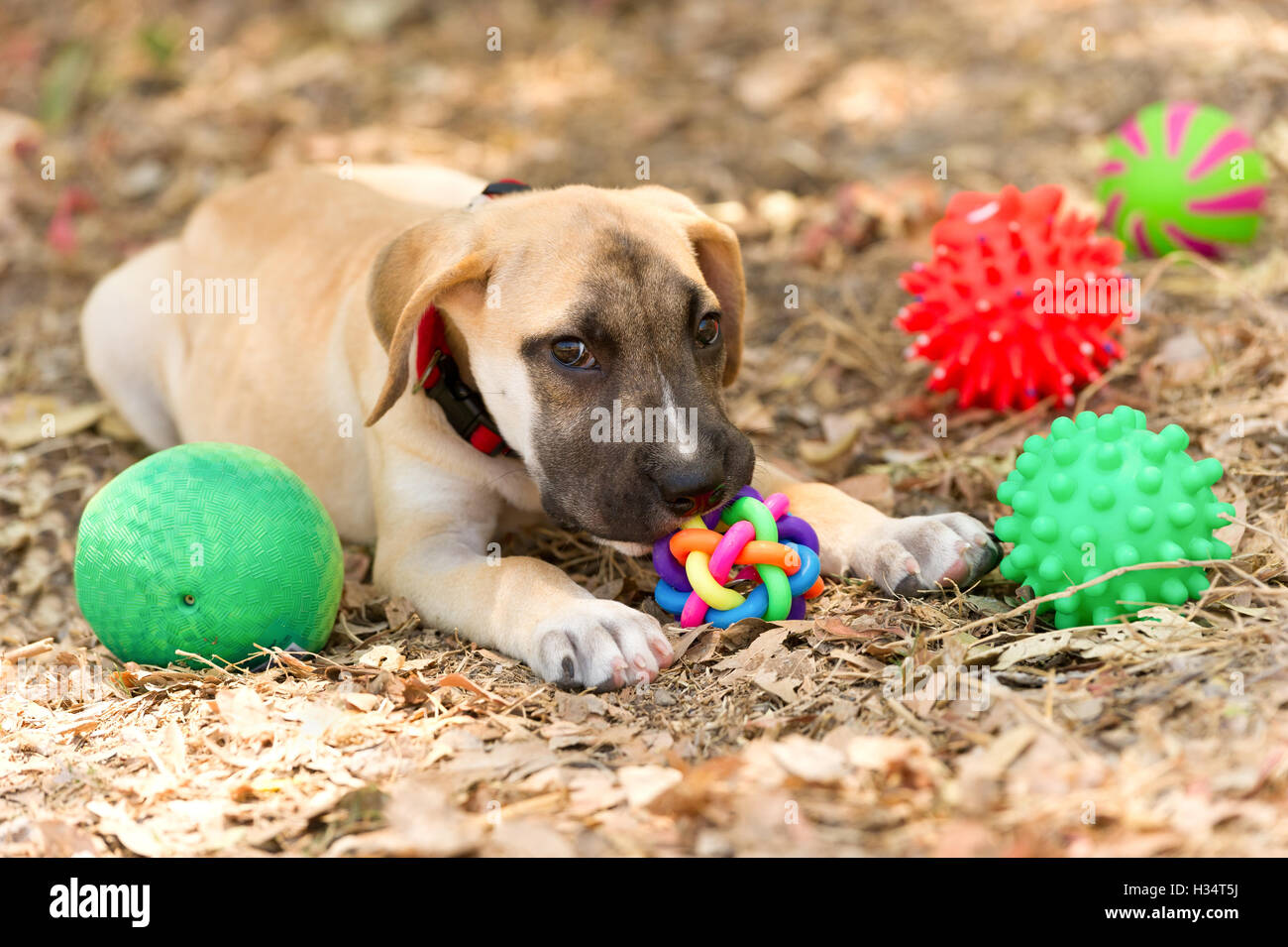 Giocattoli del cane è un simpatico felice adorabile cucciolo di giocare con i suoi giocattoli all'esterno. Foto Stock