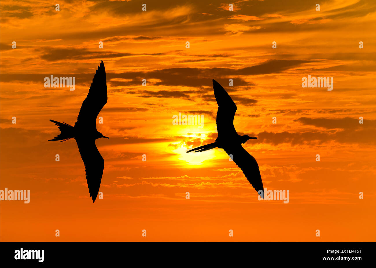 Silhouette di uccelli battenti si stagliano due uccelli volare insieme contro una vibrante arancione tramonto d'oro del cielo. Foto Stock