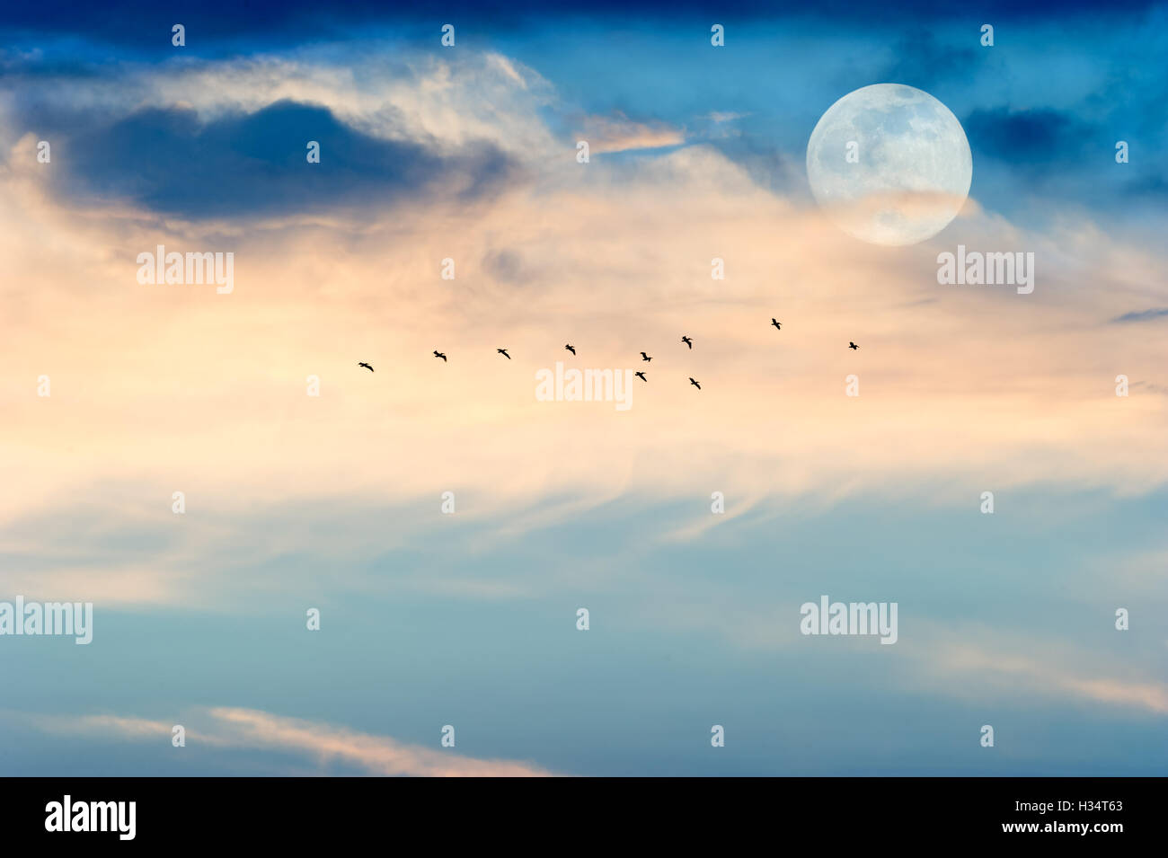 Luna uccelli è un stagliano stormo di uccelli che vola con la luce della luna tra le nuvole wispy.. Foto Stock