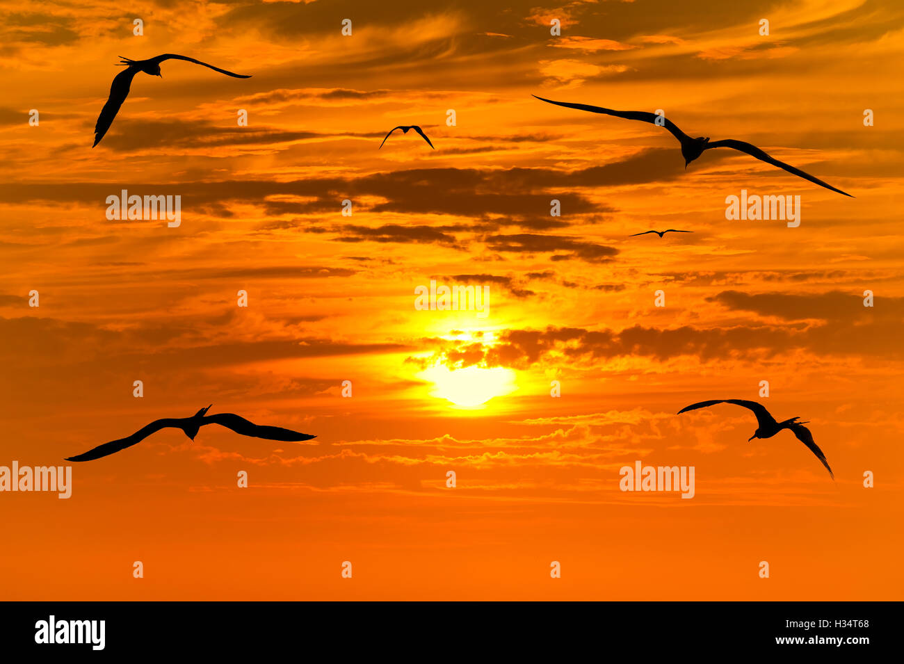 Tramonto uccelli volare è un gregge di uccelli in volo il colorato tramonto surreale con un bianco caldo sole incandescente che guida il cammino. Foto Stock