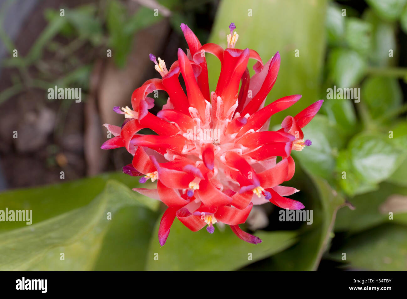 Kyoto Billbergia Bromeliad fioritura e piante ornamentali. ornamentali colore rosso fioritura delle piante Foto Stock