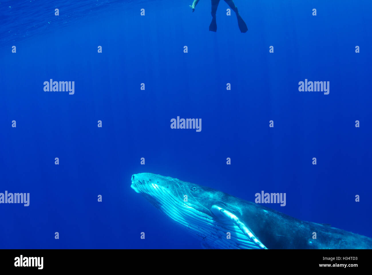 Humpback Whale Calf sotto Snorkeler in Vava'u, Regno di Tonga Foto Stock