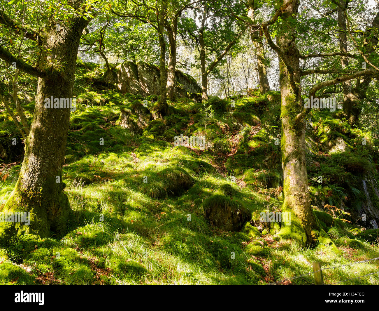 Bosco a Loughrigg cadde, Lake District, Cumbria Foto Stock