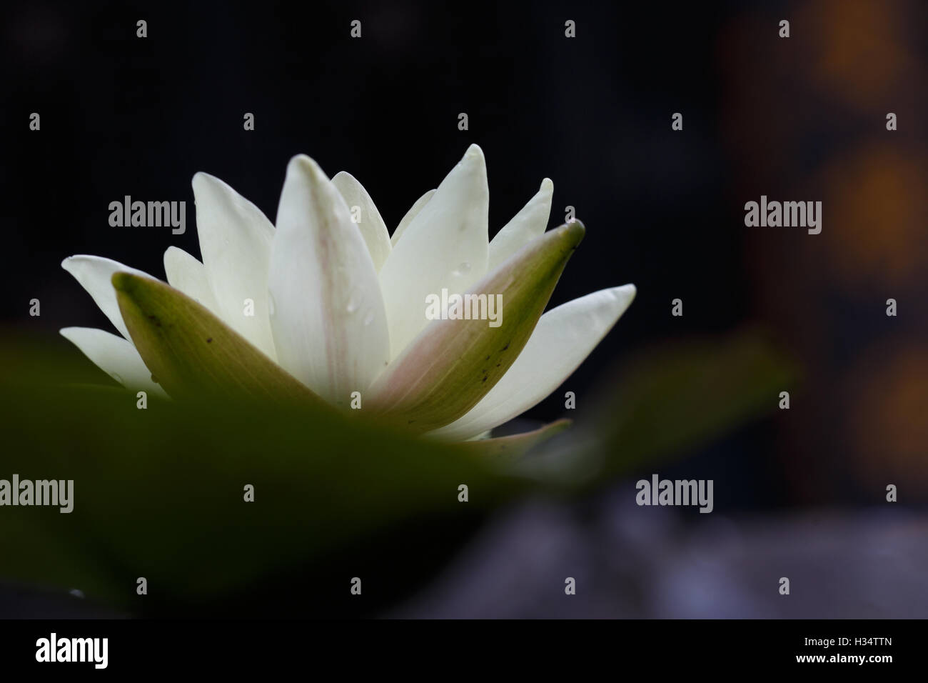 Un bianco giglio di acqua in un stagno. Foto Stock