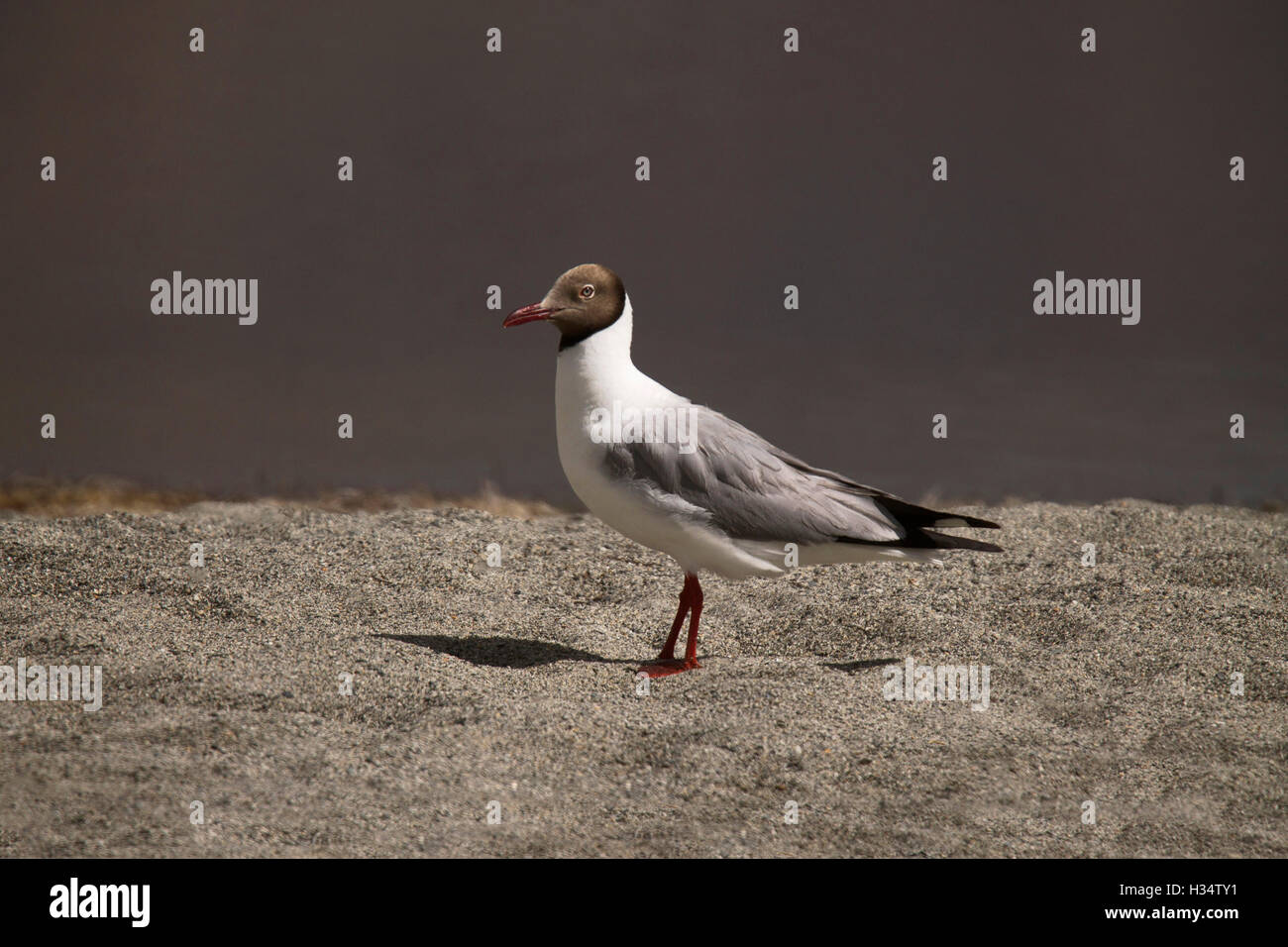 Brown intitolata gabbiano, chroicocephalus brunnicephalus, pangong, Jammu e Kashmir India Foto Stock