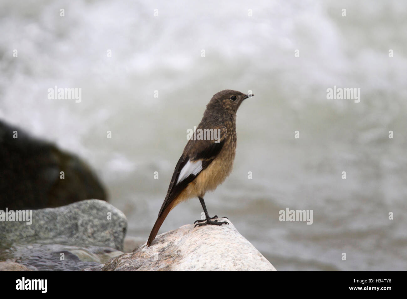 Güldenstädt's redstart, bianco-alato, redstart Phoenicurus erythrogaster, Khardung village, Jammu e Kashmir India Foto Stock