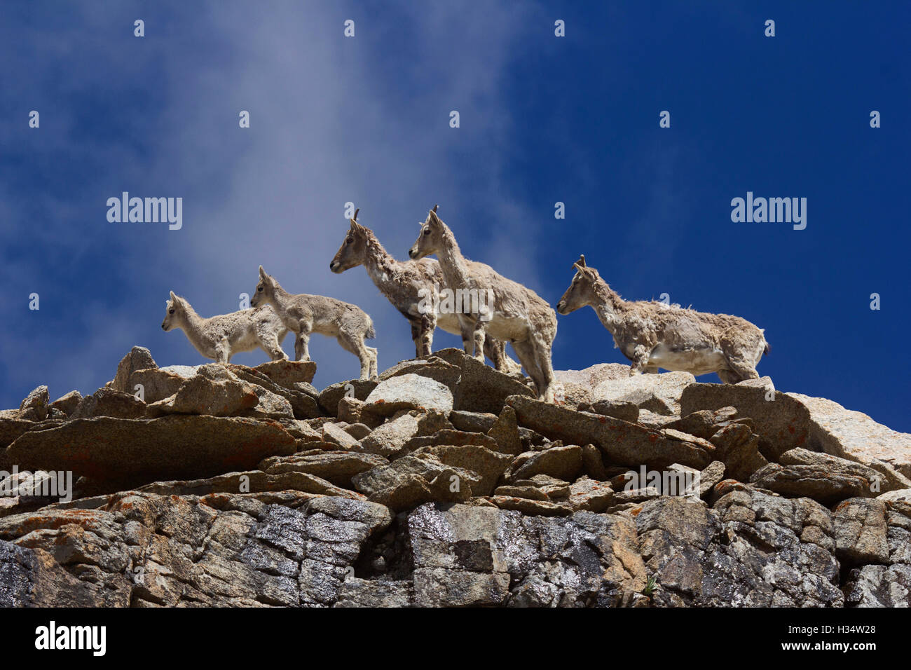 Bharal o himalayan pecora blu o, naur (pseudo è nayaur), khardung village, Jammu e Kashmir India Foto Stock