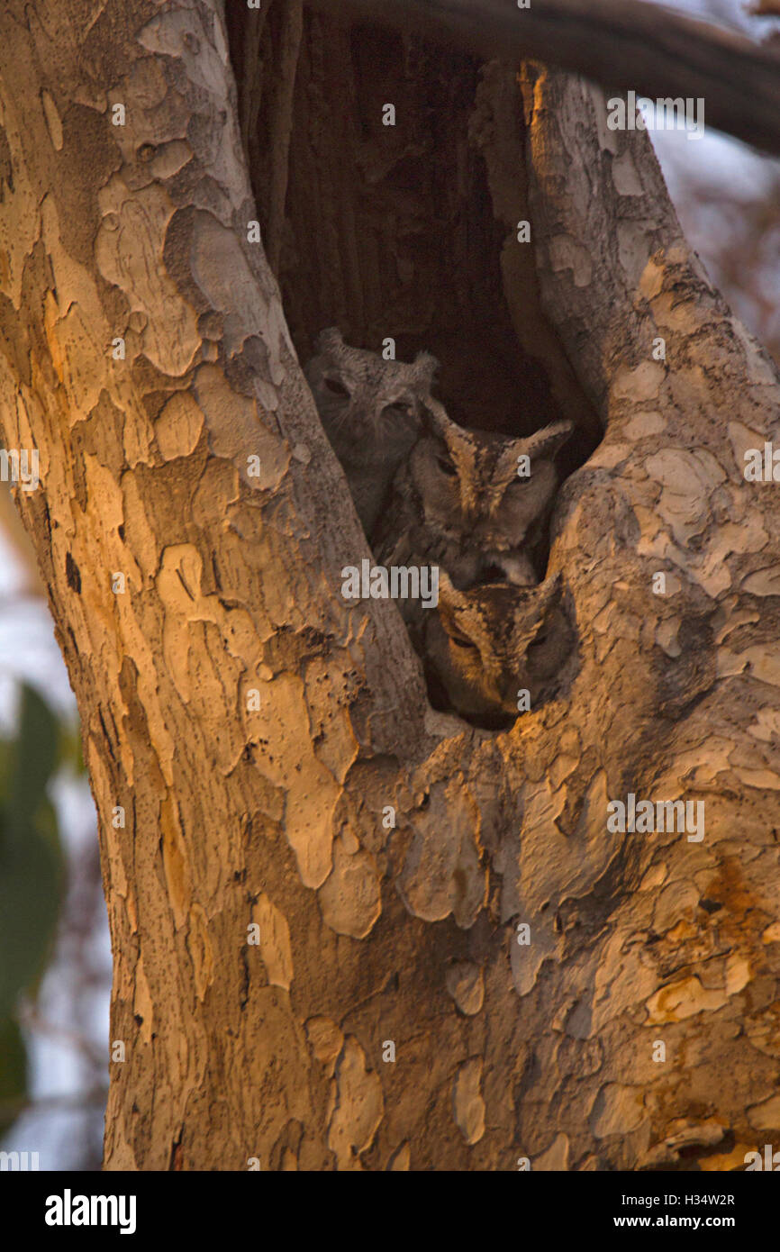 Indian assiolo, otus bakkamoena, tipeshwar Wildlife Sanctuary, maharashtra Foto Stock
