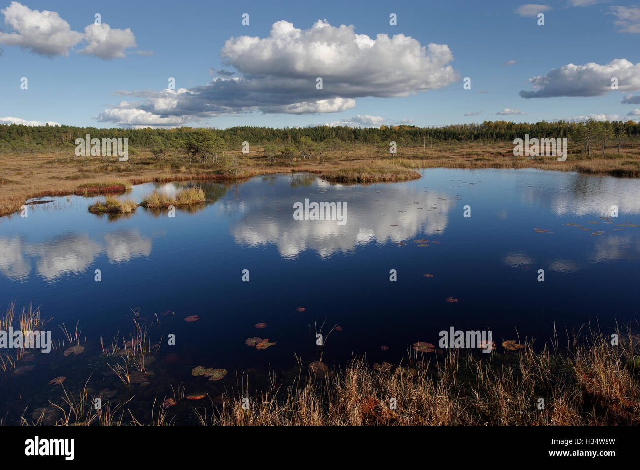 Soomaa National Park. Riisa Bog, Contea di Pärnu, Estonia, Europa Foto Stock