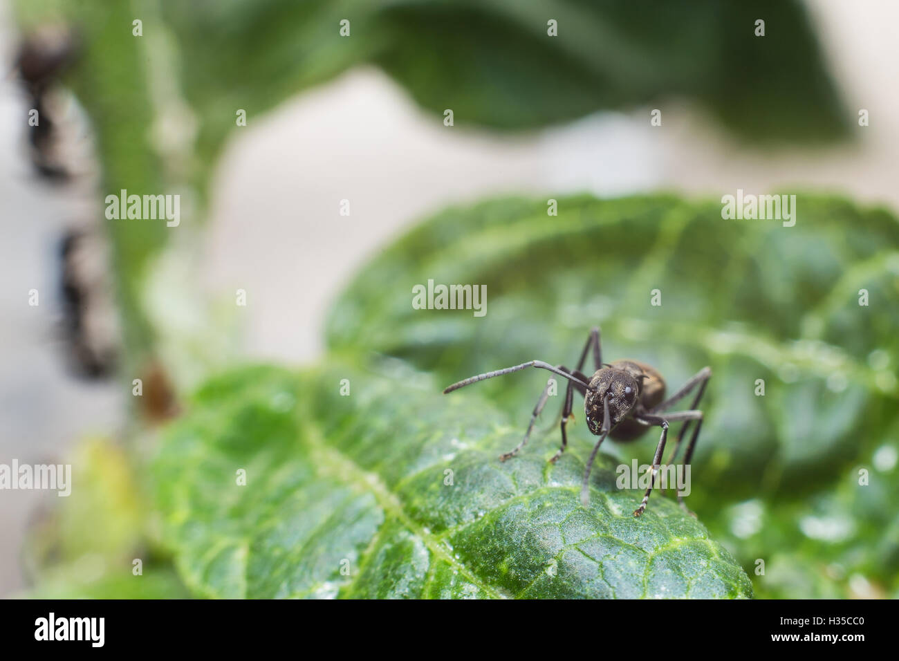 Macro di nero le formiche sul ramo . Foto Stock