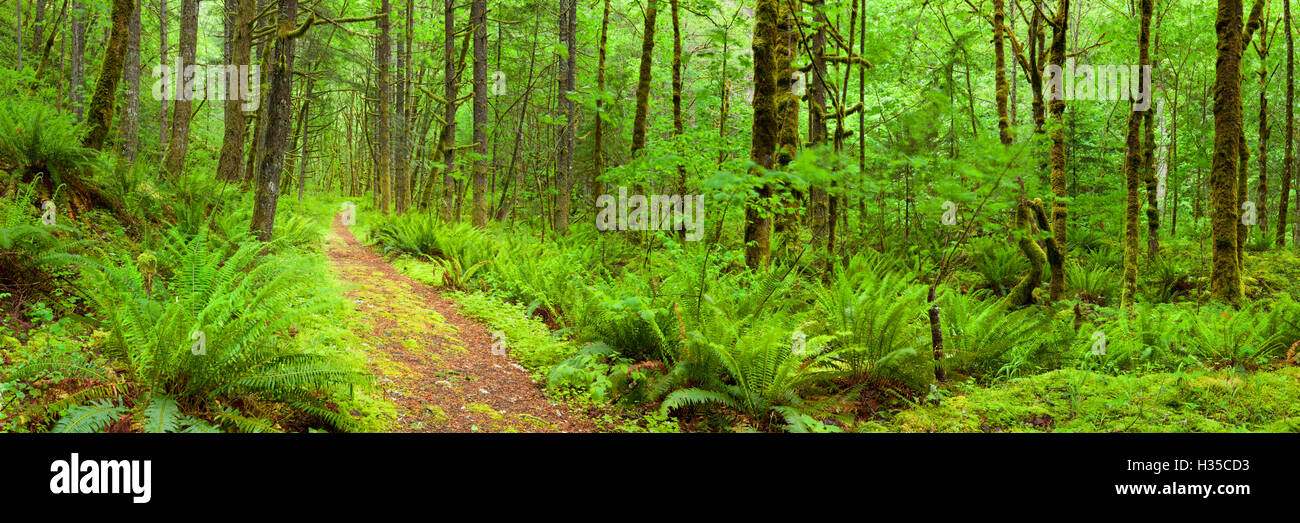 Un percorso attraverso la lussureggiante foresta pluviale del Columbia River Gorge in Oregon, USA. Foto Stock