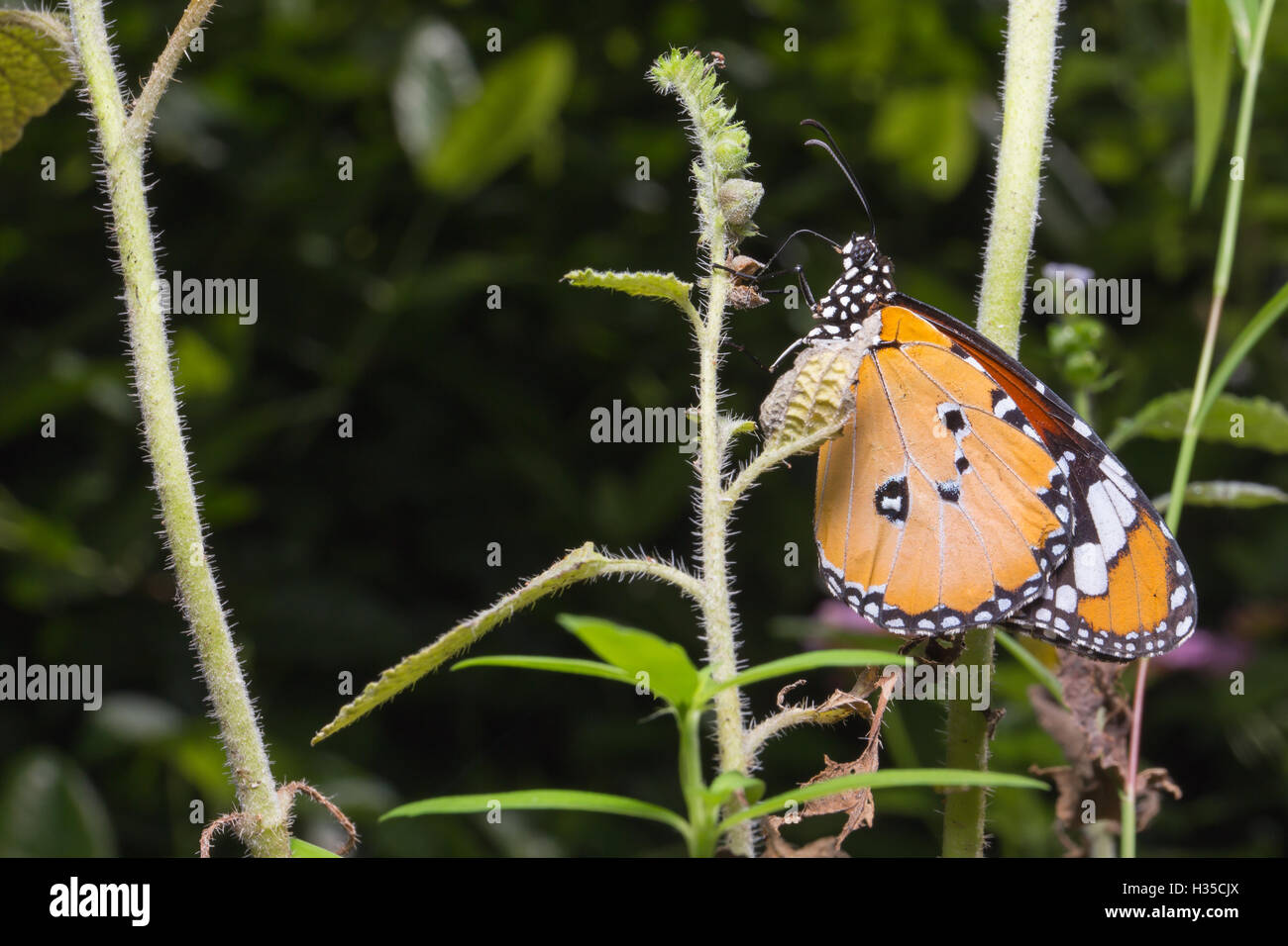 Primo piano la pianura Tiger su albero. Foto Stock