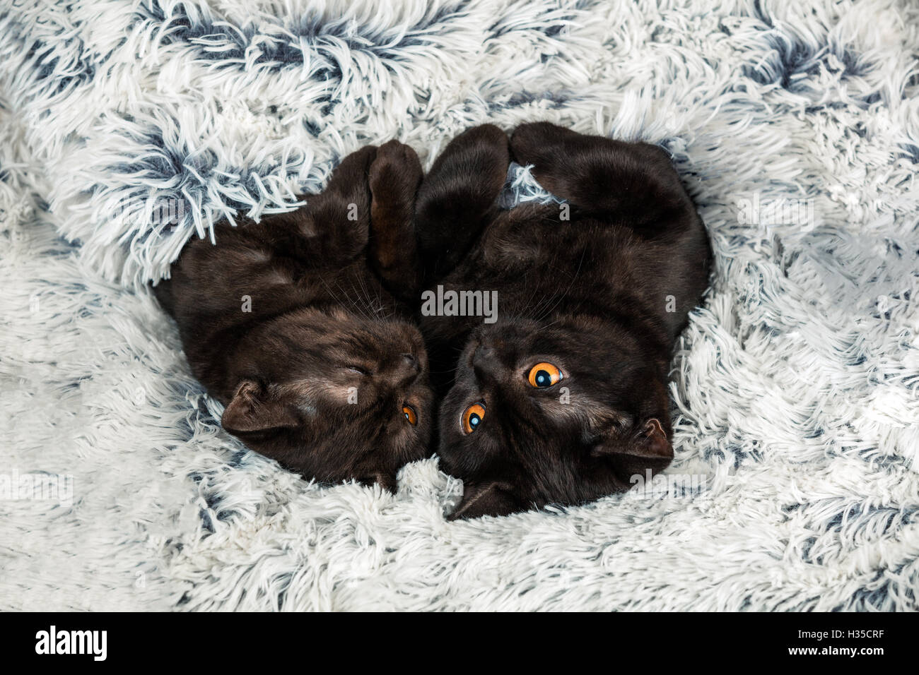 Due brown kitten giacente insieme sulla coperta di abete Foto Stock