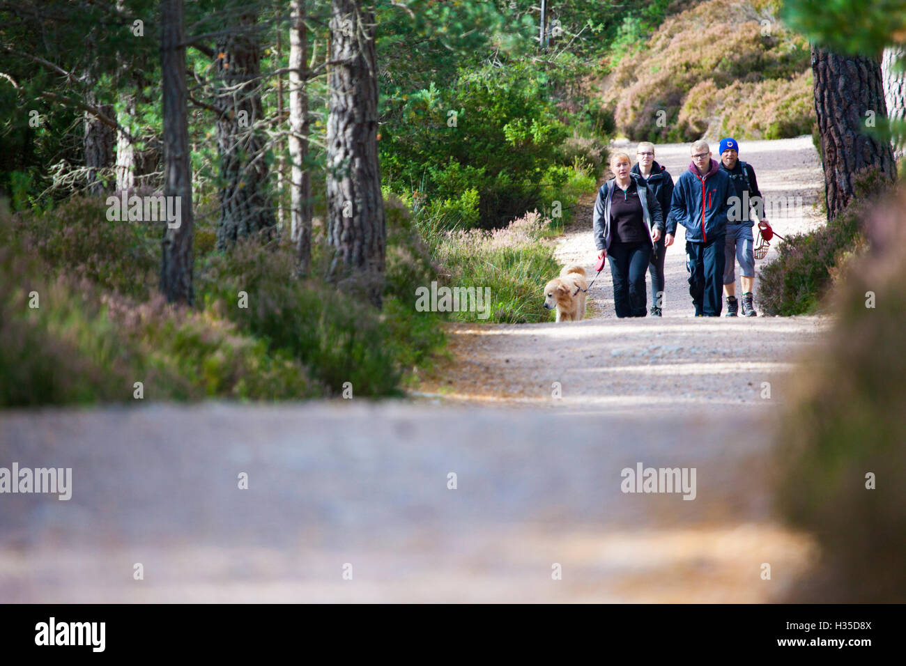 Walkers godendo il sole intorno al Loch un Eilein e la foresta di Rothiemurchus, Rothiemurchus Estate, Rothiemurchus, Scozia Foto Stock