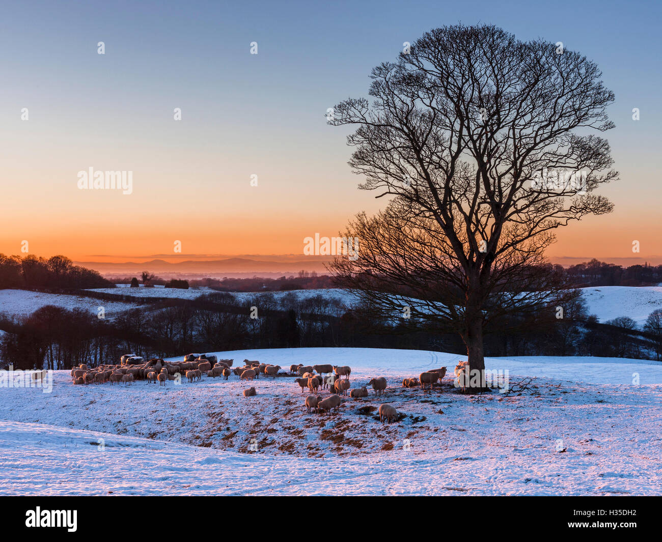 Un branco di pecore al pascolo in inverno la neve nei pressi di Delamere Forest, Cheshire, Inghilterra, Regno Unito Foto Stock