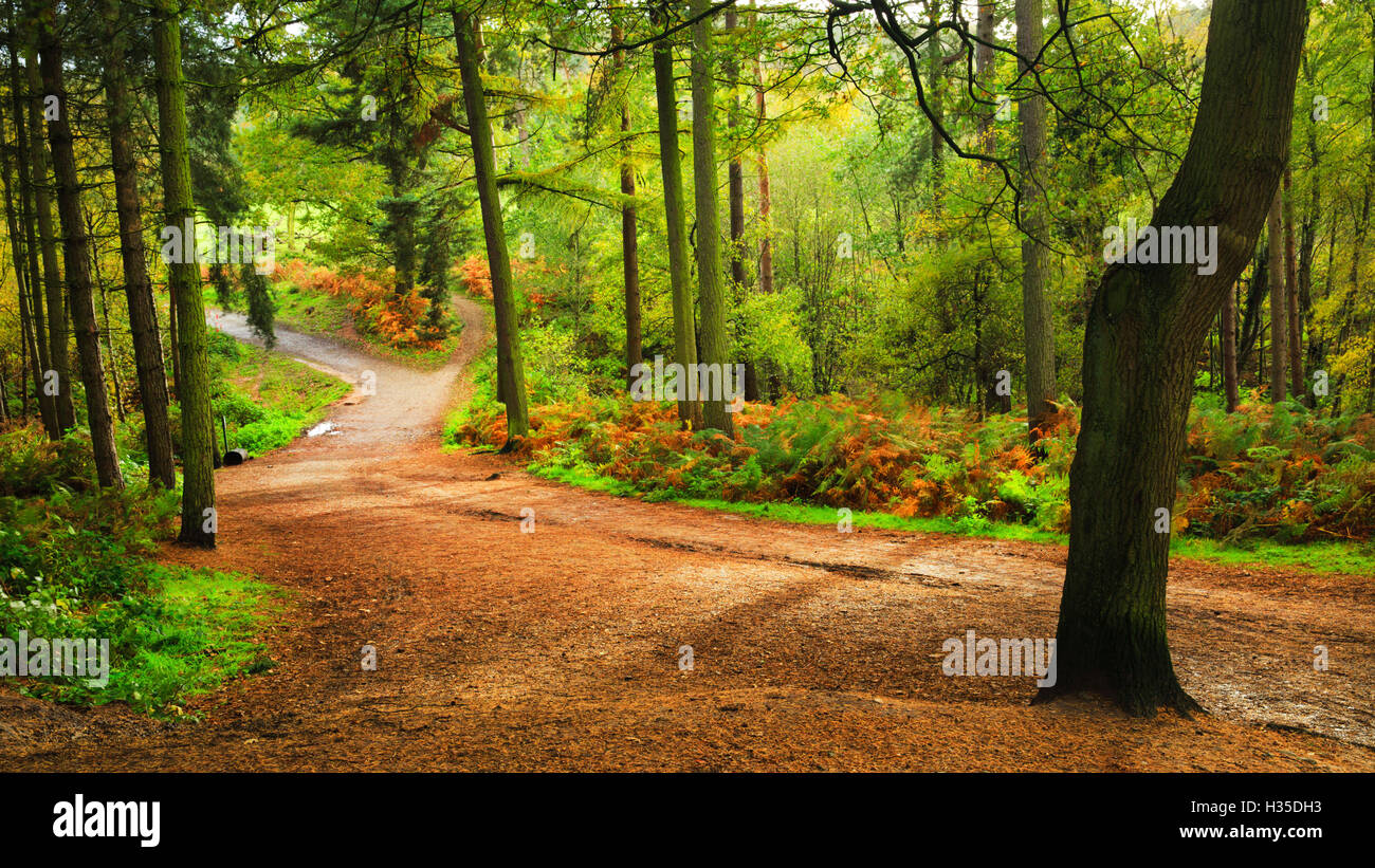 Percorso boschivo all'interno di Delamere Forest in un pomeriggio autunnale, Cheshire, Inghilterra, Regno Unito Foto Stock
