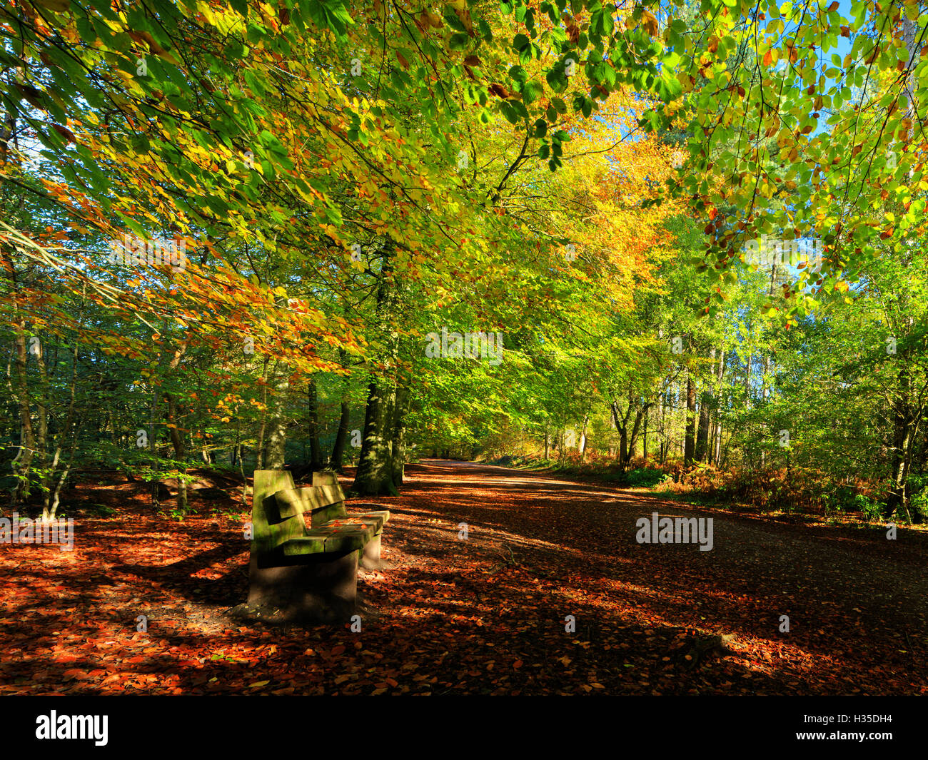 Un percorso attraverso la foresta Delamere incorniciato da alberi nel loro colore di autunno, Cheshire, Inghilterra, Regno Unito Foto Stock