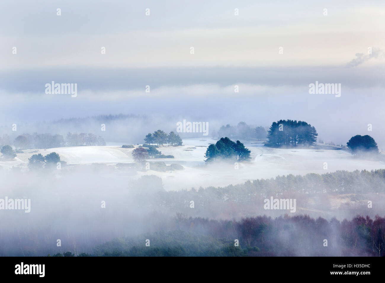 In inverno la nebbia la cancellazione per rivelare il gelo e la neve in tutta la foresta Delamere paesaggio, Cheshire, Inghilterra, Regno Unito Foto Stock