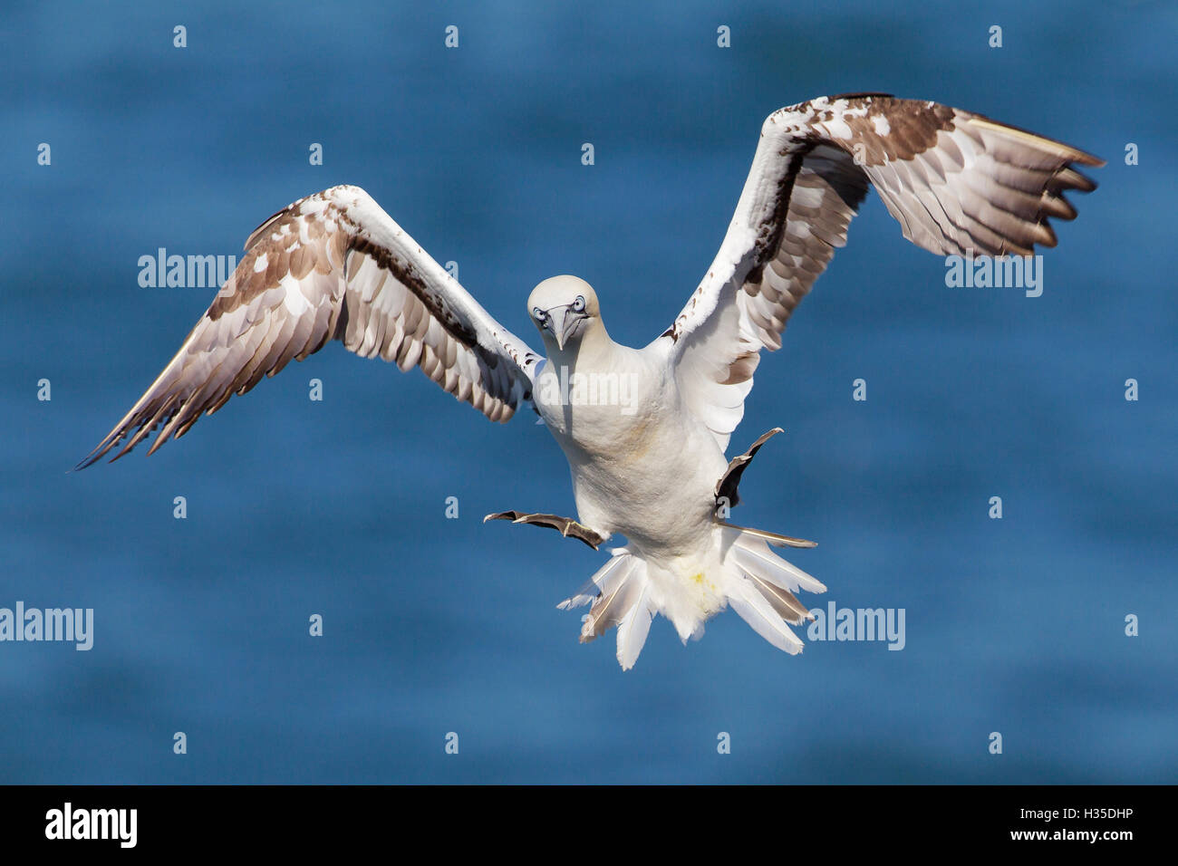 I capretti gannett (Morus bassanus) in volo sopra il mare a Bempton Cliffs, nello Yorkshire, Inghilterra, Regno Unito Foto Stock