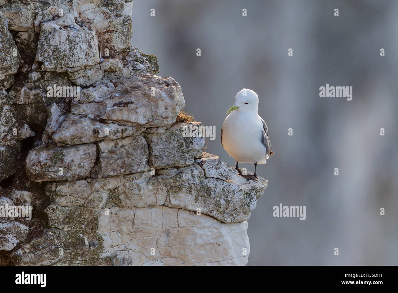 Kittiwake (Rissa tridactyla) arroccato sul bordo di un bordo di battuta contro uno sfondo di scogliere a Bempton, nello Yorkshire, Inghilterra, Regno Unito Foto Stock