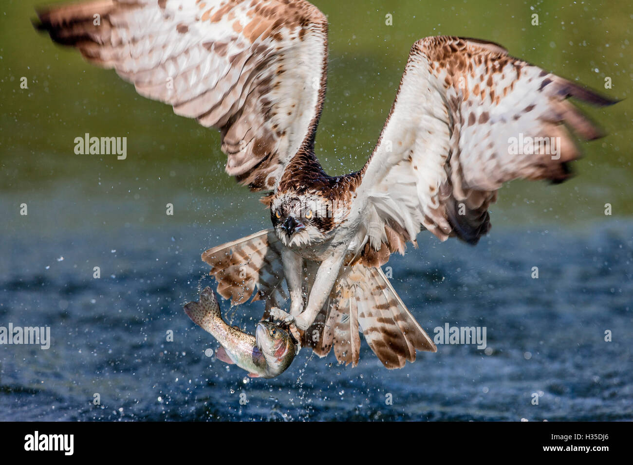 Falco pescatore (Pandion haliaetus) battenti in testa al di sopra di un laghetto con un pesce saldamente afferrata nella sua talons ", Pirkanmaa, Finlandia Foto Stock