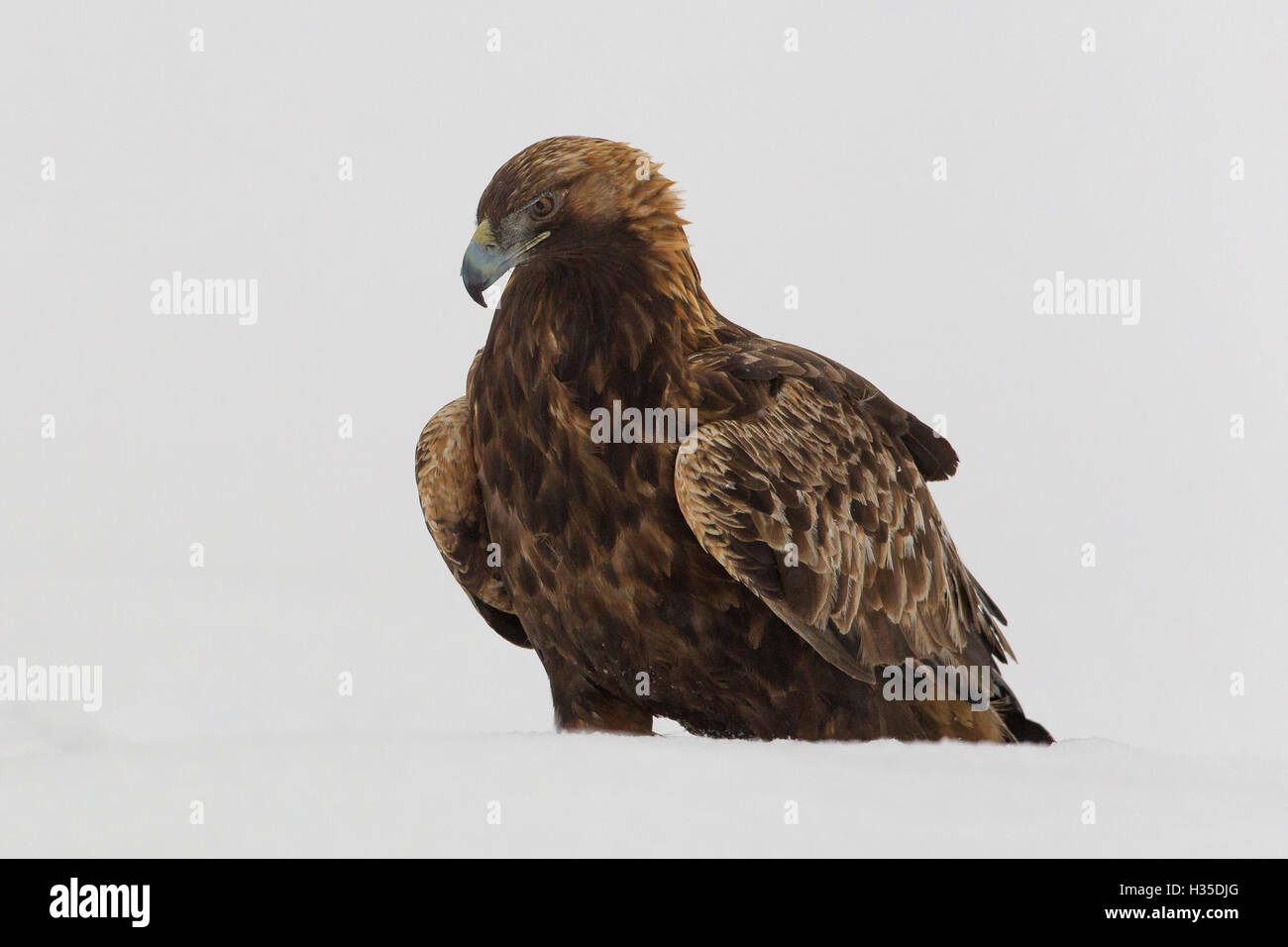Adulto di aquila reale (Aquila chrysaetos) circondato da neve durante un duro inverno nella Taiga Forest, Finlandia Foto Stock