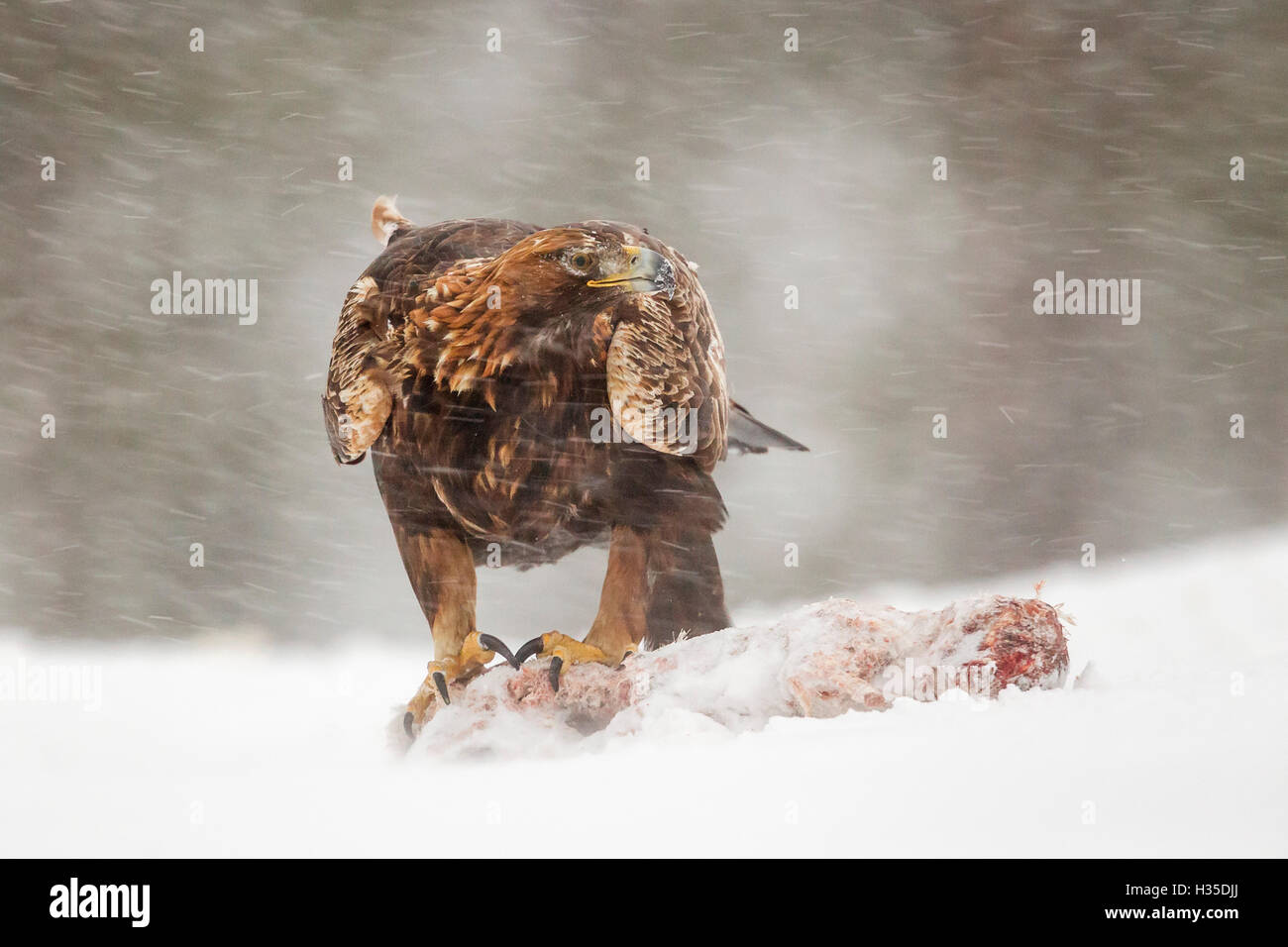 Adulto golden eagle, artigli attaccata alla preda durante una tormenta di neve e sub zero temperature invernali, la taiga Forest, Finlandia Foto Stock
