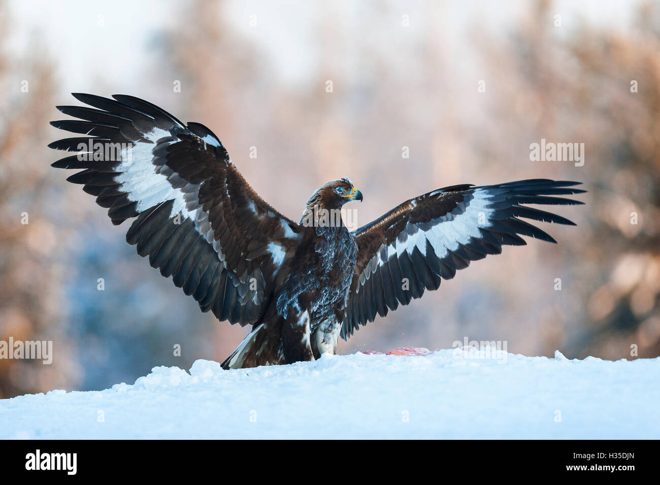 Il novellame di aquila reale (Aquila chrysaetos), ali distese sulla neve a bordo di una foresta, la taiga Forest, Finlandia Foto Stock
