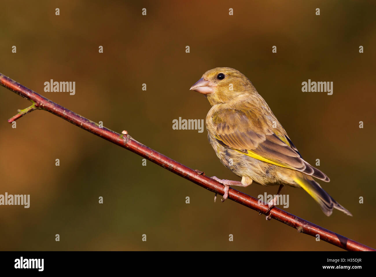 Verdone (Carduelis chloris) appollaiato su un ramo di corniolo in un giardino, Cheshire, Inghilterra, Regno Unito Foto Stock