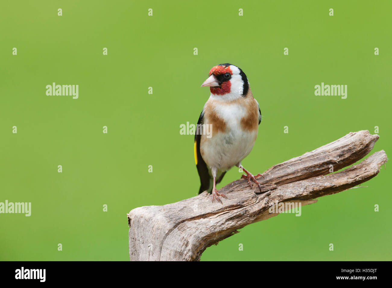 Cardellino (Carduelis carduelis) giardino bird, appollaiato su un ceppo di albero, Cheshire, Inghilterra, Regno Unito Foto Stock