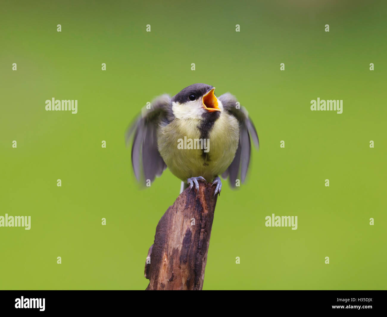 I capretti cinciallegra (Parus major) giardino bird, appollaiato su un ceppo di albero chiedendo cibo, Cheshire, Inghilterra, Regno Unito Foto Stock