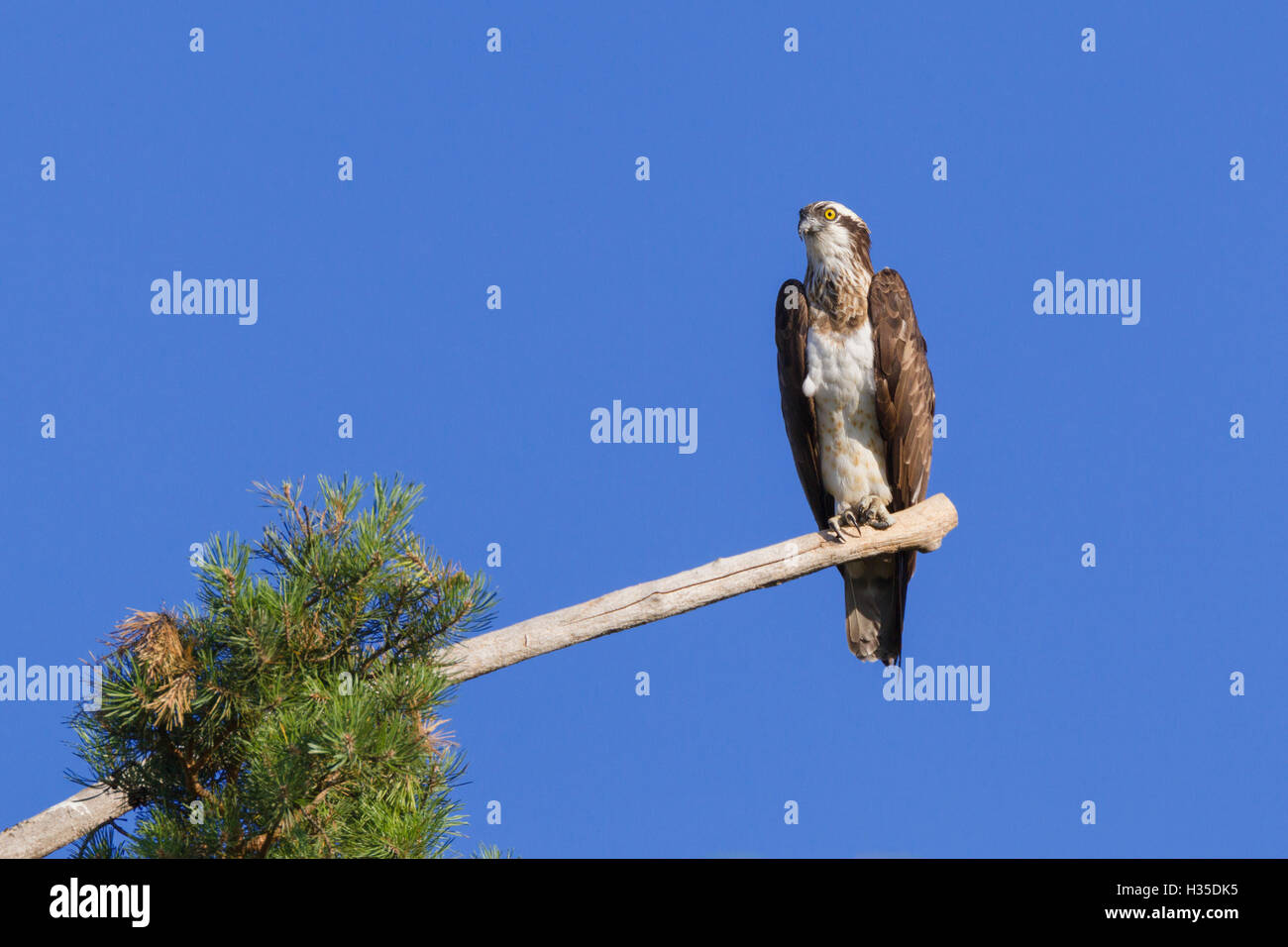 Falco pescatore (Pandion haliaetus) arroccato al termine di un lungo ramo che si estende da un albero di pino nella foresta di Orleans, Loiret, Francia Foto Stock