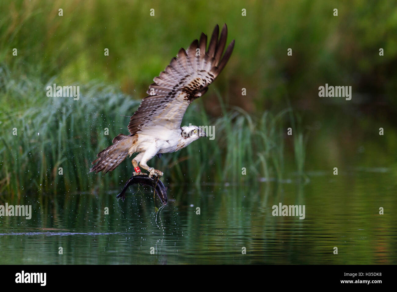 Un satellite tracciato falco pescatore (Pandion haliaetus) volare al di sopra di un piccolo loch con un pesce negli artigli, Scotland, Regno Unito Foto Stock