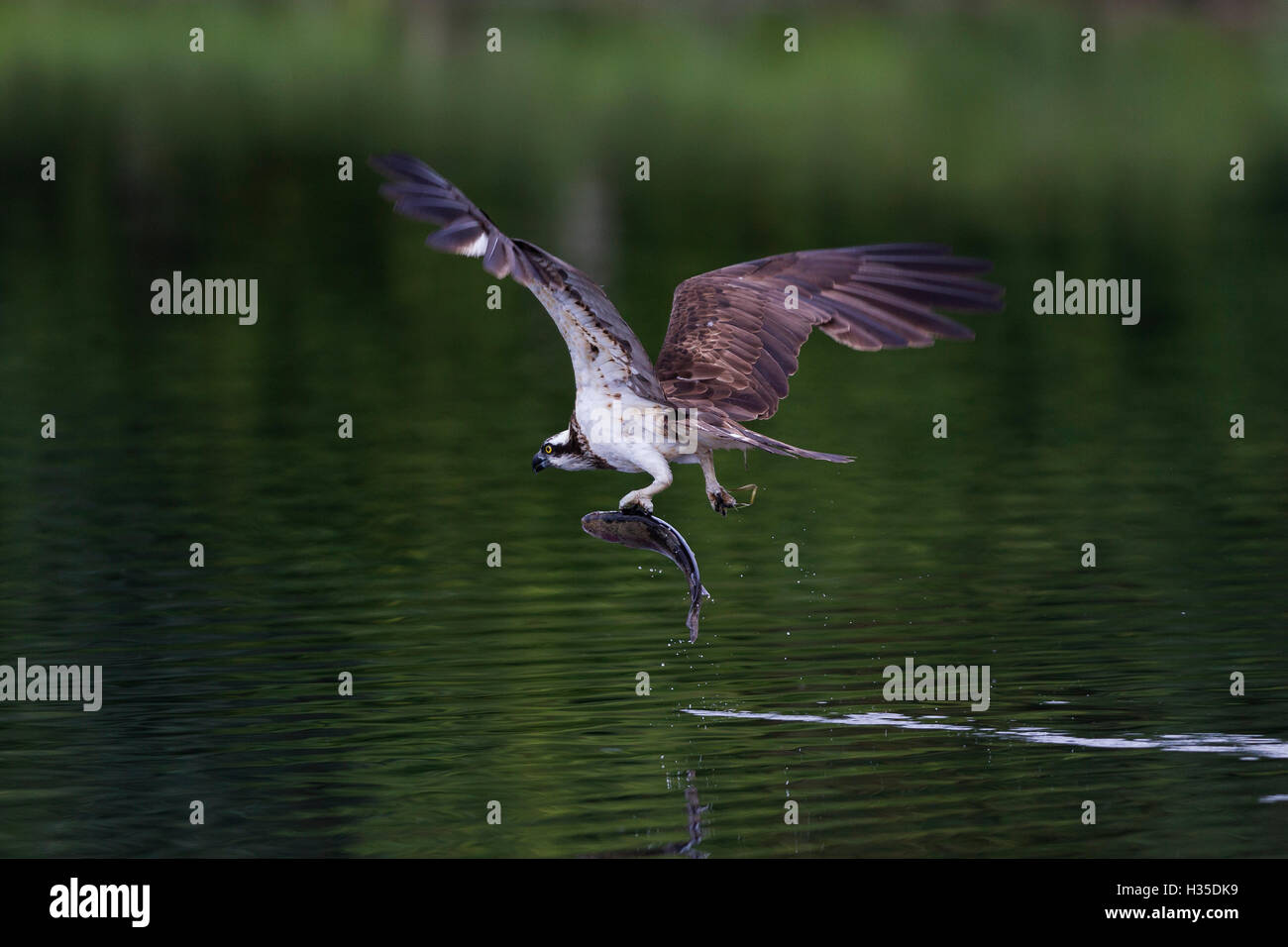 Falco pescatore (Pandion haliaetus) lasciando un piccolo loch con un pesce negli artigli, Scotland, Regno Unito Foto Stock